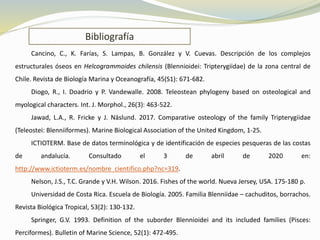 Cancino, C., K. Farías, S. Lampas, B. González y V. Cuevas. Descripción de los complejos
estructurales óseos en Helcogrammoides chilensis (Blennioidei: Tripterygiidae) de la zona central de
Chile. Revista de Biología Marina y Oceanografía, 45(S1): 671-682.
Diogo, R., I. Doadrio y P. Vandewalle. 2008. Teleostean phylogeny based on osteological and
myological characters. Int. J. Morphol., 26(3): 463-522.
Jawad, L.A., R. Fricke y J. Näslund. 2017. Comparative osteology of the family Tripterygiidae
(Teleostei: Blenniiformes). Marine Biological Association of the United Kingdom, 1-25.
ICTIOTERM. Base de datos terminológica y de identificación de especies pesqueras de las costas
de andalucía. Consultado el 3 de abril de 2020 en:
http://www.ictioterm.es/nombre_cientifico.php?nc=319.
Nelson, J.S., T.C. Grande y V.H. Wilson. 2016. Fishes of the world. Nueva Jersey, USA. 175-180 p.
Universidad de Costa Rica. Escuela de Biología. 2005. Familia Blenniidae – cachuditos, borrachos.
Revista Biológica Tropical, 53(2): 130-132.
Springer, G.V. 1993. Definition of the suborder Blennioidei and its included families (Pisces:
Perciformes). Bulletin of Marine Science, 52(1): 472-495.
Bibliografía
 