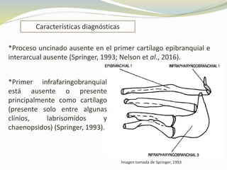 Características diagnósticas
*Proceso uncinado ausente en el primer cartílago epibranquial e
interarcual ausente (Springer, 1993; Nelson et al., 2016).
Imagen tomada de Springer, 1993
*Primer infrafaringobranquial
está ausente o presente
principalmente como cartílago
(presente solo entre algunas
clínios, labrisomídos y
chaenopsidos) (Springer, 1993).
 