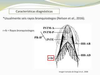 Características diagnósticas
Imagen tomada de Diogo et al., 2008
*Usualmente seis rayos branquiostegos (Nelson et al., 2016).
r-rb = Rayos branquiostegos
 
