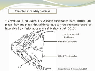 *Parhypural e hipurales 1 y 2 están fusionados para formar una
placa, hay una placa hipural dorsal que se cree que comprende los
hipurales 3 y 4 fusionados entre sí (Nelson et al., 2016).
Características diagnósticas
Imagen tomada de Jawad, et al., 2017
PH = Parhypural
H = Hipural
H1 y H2 fusionados
H3 y H4 fusionados
PH
 