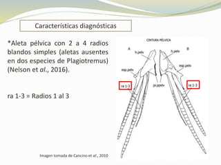 Características diagnósticas
*Aleta pélvica con 2 a 4 radios
blandos simples (aletas ausentes
en dos especies de Plagiotremus)
(Nelson et al., 2016).
ra 1-3 = Radios 1 al 3
Imagen tomada de Cancino et al., 2010
 