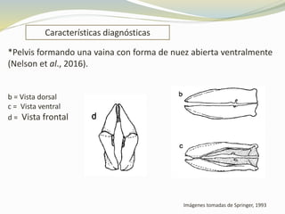 Características diagnósticas
Imágenes tomadas de Springer, 1993
*Pelvis formando una vaina con forma de nuez abierta ventralmente
(Nelson et al., 2016).
b = Vista dorsal
c = Vista ventral
d = Vista frontal
 