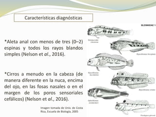 Características diagnósticas
Imagen tomada de Univ. de Costa
Rica, Escuela de Biología, 2005
*Aleta anal con menos de tres (0–2)
espinas y todos los rayos blandos
simples (Nelson et al., 2016).
*Cirros a menudo en la cabeza (de
manera diferente en la nuca, encima
del ojo, en las fosas nasales o en el
margen de los poros sensoriales
cefálicos) (Nelson et al., 2016).
 
