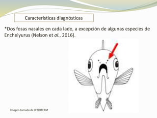 Características diagnósticas
Imagen tomada de ICTIOTERM
*Dos fosas nasales en cada lado, a excepción de algunas especies de
Enchelyurus (Nelson et al., 2016).
 