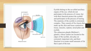 Eyelids belong to the so-called auxiliary
organs of the eye, which do not
participate in the process of vision, but
with their function protect the eyeball
and participate in the process of tearing.
The anatomy of the eyelids is extremely
complex. They consist of five layers that
make up the skin and loose connective
tissue, muscles, septum, tarsal plate and
eyelids.
The sebaceous glands (Meibom’s
glands), whose outlets are located at the
edges of the eyelids, also play an
extremely important role, and their
function is to create small amounts of fat
that is part of the tear.
 