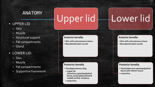 ANATOMY
▪ UPPER LID
– Skin
– Muscle
– Structural support
– Fat compartments
– Gland
▪ LOWER LID
– Skin
– Muscle
– Fat compartments
– Supportive framework
Upper lid
Anterior lamella
• Skin with subcutaneous tissue
• Muscle(orbicularis occuli)
Posterior lamella
• Tarsoligamentous sling
• (upper lid
retractors,capsulopalpebral
fascia,,tarsal plate,lateral &
medial canthal tendons)
• conjuntiva
Lower lid
Anterior lamella
• Skin with subcutaneous tissue
• Muscle(orbicularis occuli)
Posterior lamella
• Tarsal plate and capsulopalpebral
fascia with inferior tarsus
• conjuntiva
 