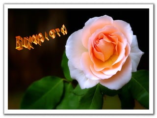 Bles ενδείξεις και περιορισμοί