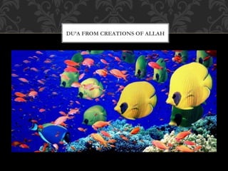 DU’A FROM CREATIONS OF ALLAH
 