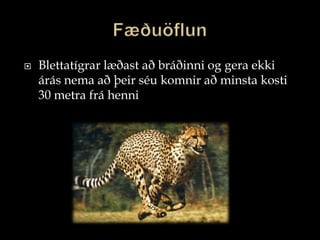 FæðuöflunBlettatígrar læðast að bráðinni og gera ekki árás nema að þeir séu komnir að minsta kosti 30 metra frá henni