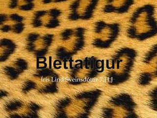 Blettatígur  Blettatígur Íris Lind Sveinsdóttir 7.H.J 