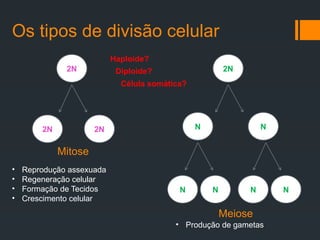 Os tipos de divisão celular
2N
2N 2N
2N
N N
N N N N
Mitose
• Reprodução assexuada
• Regeneração celular
• Formação de Tecidos
• Crescimento celular
Meiose
• Produção de gametas
Haploide?
Diploide?
Célula somática?
 