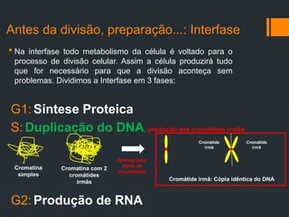 Antes da divisão, preparação...: Interfase
 Na interfase todo metabolismo da célula é voltado para o
processo de divisão celular. Assim a célula produzirá tudo
que for necessário para que a divisão aconteça sem
problemas. Dividimos a Interfase em 3 fases:
G1: Síntese Proteica
S: Duplicação do DNA, produção das cromátides irmãs
Cromatina
simples
Cromatina com 2
cromátides
irmãs
G2: Produção de RNA
Cromátide
irmã
Cromátide
irmã
Cromátide irmã: Cópia idêntica do DNA
Apenas para
efeito de
visualização
 