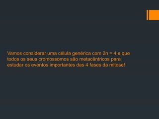 Vamos considerar uma célula genérica com 2n = 4 e que
todos os seus cromossomos são metacêntricos para
estudar os eventos importantes das 4 fases da mitose!
 