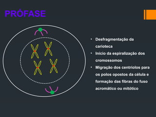 PRÓFASE
• Desfragmentação da
carioteca
• Início da espiralização dos
cromossomos
• Migração dos centríolos para
os polos opostos da célula e
formação das fibras do fuso
acromático ou mitótico
 