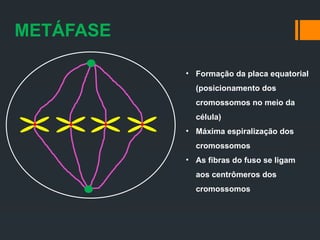METÁFASE
• Formação da placa equatorial
(posicionamento dos
cromossomos no meio da
célula)
• Máxima espiralização dos
cromossomos
• As fibras do fuso se ligam
aos centrômeros dos
cromossomos
 