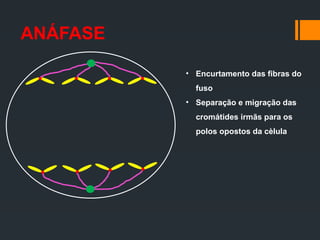 ANÁFASE
• Encurtamento das fibras do
fuso
• Separação e migração das
cromátides irmãs para os
polos opostos da cèlula
 
