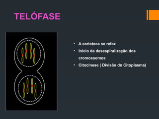 TELÓFASE
• A carioteca se refaz
• Inicio da desespiralização dos
cromossomos
• Citocinese ( Divisão do Citoplasma)
 