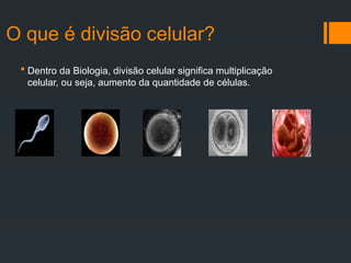 O que é divisão celular?
 Dentro da Biologia, divisão celular significa multiplicação
celular, ou seja, aumento da quantidade de células.
 