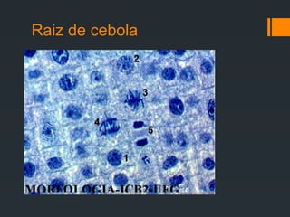 Raiz de cebola
 
