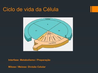 Ciclo de vida da Célula
Interfase: Metabolismo / Preparação
Mitose / Meiose: Divisão Celular
 