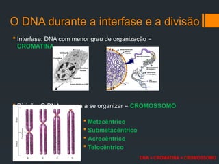 O DNA durante a interfase e a divisão
 Interfase: DNA com menor grau de organização =
CROMATINA
 Divisão: O DNA começa a se organizar = CROMOSSOMO
 Metacêntrico
 Submetacêntrico
 Acrocêntrico
 Telocêntrico
DNA = CROMATINA = CROMOSSOMO
 