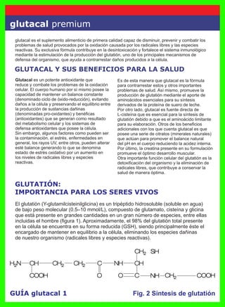 GUÍA glutacal 1
glutacal premium
Fig. 2 Síntesis de glutatión
GLUTATIÓN:
IMPORTANCIA PARA LOS SERES VIVOS
El glutatión (Y-glutamilcisteinilglicina) es un tripéptido hidrosoluble (soluble en agua)
de bajo peso molecular (0.5–10 mmol/L), compuesto de glutamato, cisteína y glicina
que está presente en grandes cantidades en un gran número de especies, entre ellas
incluidas el hombre (ﬁgura 1). Aproximadamente, el 98% del glutatión total presente
en la célula se encuentra en su forma reducida (GSH), siendo principalmente éste el
encargado de mantener en equilibrio a la célula, eliminando los especies dañinas
de nuestro organismo (radicales libres y especies reactivas).
glutacal es el suplemento alimenticio de primera calidad capaz de disminuir, prevenir y combatir los
problemas de salud provocados por la oxidación causada por los radicales libres y las especies
reactivas. Su exclusiva fórmula contribuye en la desintoxicación y fortalece el sistema inmunológico
mediante la estimulación de la producción del glutatión, uno de los principales mecanismos de
defensa del organismo, que ayuda a contrarrestar daños producidos a la célula.
GLUTACAL Y SUS BENEFICIOS PARA LA SALUD
Glutacal es un potente antioxidante que
reduce y combate los problemas de la oxidación
celular. El cuerpo humano por sí mismo posee la
capacidad de mantener un balance constante
(denominado ciclo de óxido-reducción), evitando
daños a la célula y preservando el equilibrio entre
la producción de sustancias dañinas
(denominadas pro-oxidantes) y benéﬁcas
(antioxidantes) que se generan como resultado
del metabolismo celular y los sistemas de
defensa antioxidantes que posee la célula.
Sin embargo, algunos factores como pueden ser
la contaminación, el estrés, enfermedades en
general, los rayos UV, entre otros, pueden alterar
esté balance generando lo que se denomina
estado de estrés oxidativo por un aumento en
los niveles de radicales libres y especies
reactivas.
Es de esta manera que glutacal es la fórmula
para contrarrestar estos y otros importantes
problemas de salud. Así mismo, promueve la
producción de glutatión mediante el aporte de
aminoácidos esenciales para su síntesis
derivados de la proteína de suero de leche.
Por otro lado, glutacal es fuente directa de
L-cisteína que es esencial para la síntesis de
glutatión debido a que es el aminoácido limitante
para su elaboración. Otros de los beneﬁcios
adicionales con los que cuenta glutacal es que
posee una serie de citratos (minerales naturales)
que actúan para promover el balance natural
del pH en el cuerpo reduciendo la acidez interna.
Por último, la creatina presente en su formulación
promueve el óptimo desarrollo muscular.
Otra importante función celular del glutatión es la
detoxiﬁcación del organismo y la eliminación de
radicales libres, que contribuye a conservar la
salud de manera óptima.
 