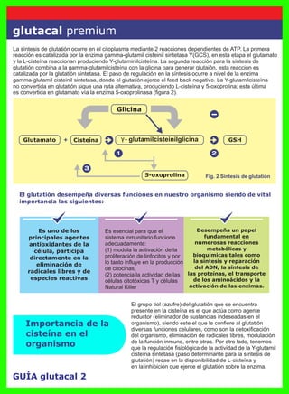 GUÍA glutacal 2
glutacal premium
Importancia de la
cisteína en el
organismo
El grupo tiol (azufre) del glutatión que se encuentra
presente en la cisteína es el que actúa como agente
reductor (eliminador de sustancias indeseadas en el
organismo), siendo este el que le conﬁere al glutatión
diversas funciones celulares, como son la detoxiﬁcación
del organismo, eliminación de radicales libres, modulación
de la función inmune, entre otras. Por otro lado, tenemos
que la regulación ﬁsiológica de la actividad de la Y-glutamil
cisteína sintetasa (paso determinante para la síntesis de
glutatión) recae en la disponibilidad de L-cisteína y
en la inhibición que ejerce el glutatión sobre la enzima.
La síntesis de glutatión ocurre en el citoplasma mediante 2 reacciones dependientes de ATP. La primera
reacción es catalizada por la enzima gamma-glutamil cisteinil sintetasa Y(GCS), en esta etapa el glutamato
y la L-cisteína reaccionan produciendo Y-glutaminilcisteína. La segunda reacción para la síntesis de
glutatión combina a la gamma-glutamilcisteína con la glicina para generar glutaión, esta reacción es
catalizada por la glutatión sintetasa. El paso de regulación en la síntesis ocurre a nivel de la enzima
gamma-glutamil cisteinil sintetasa, donde el glutatión ejerce el feed back negativo. La Y-glutamilcisteína
no convertida en glutatión sigue una ruta alternativa, produciendo L-cisteína y 5-oxoprolina; esta última
es convertida en glutamato vía la enzima 5-oxoprolinasa (ﬁgura 2).
Fig. 2 Síntesis de glutatión
El glutatión desempeña diversas funciones en nuestro organismo siendo de vital
importancia las siguientes:
Es uno de los
principales agentes
antioxidantes de la
célula, participa
directamente en la
eliminación de
radicales libres y de
especies reactivas
Es esencial para que el
sistema inmunitario funcione
adecuadamente:
(1) modula la activación de la
proliferación de linfocitos y por
lo tanto inﬂuye en la producción
de citocinas,
(2) potencia la actividad de las
células citotóxicas T y células
Natural Killer
Desempeña un papel
fundamental en
numerosas reacciones
metabólicas y
bioquímicas tales como
la síntesis y reparación
del ADN, la síntesis de
las proteínas, el transporte
de los aminoácidos y la
activación de las enzimas.
Glutamato
Glicina
GSH
5-oxoprolina
Cisteína - glutamilcisteinilglicina
 