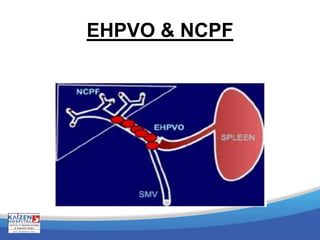 EHPVO & NCPF
 