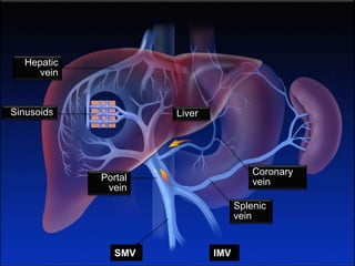 Hepatic
vein
Sinusoids
Portal
vein
Liver
Splenic
vein
Coronary
vein
SMV IMV
 
