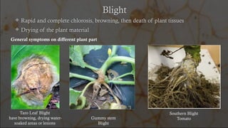 Detection Technique of Symptoms of Blight/ Necrosis/ Drying .pptx