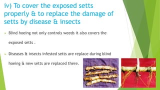 iv) To cover the exposed setts
properly & to replace the damage of
setts by disease & insects
 Blind hoeing not only controls weeds it also covers the
exposed setts .
 Diseases & insects infested setts are replace during blind
hoeing & new setts are replaced there.
 