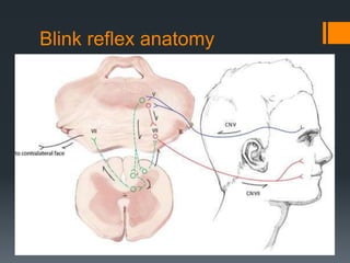 Blink reflex anatomy
 