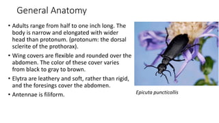 General Anatomy
• Adults range from half to one inch long. The
body is narrow and elongated with wider
head than protonum. (protonum: the dorsal
sclerite of the prothorax).
• Wing covers are flexible and rounded over the
abdomen. The color of these cover varies
from black to gray to brown.
• Elytra are leathery and soft, rather than rigid,
and the foresings cover the abdomen.
• Antennae is filiform. Epicuta puncticollis
 