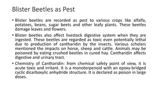 Blister Beetles as Pest
• Blister beetles are recorded as pest to various crops like alfalfa,
potatoes, beans, sugar beets and other leafy plants. These beetles
damage leaves and flowers.
• Blister beetles also affect livestock digestive system when they are
ingested. These beetles are regarded as toxic even potentially lethal
due to production of cantharidin by the insects. Various scholars
mentioned the impacts on horse, sheep and cattle. Animals may be
poisoned by eating crushed beetles in cured hay. Cantharidin affects
digestive and urinary tract.
• Chemistry of Cantharidin: from chemical safety point of view, it is
acute toxic and irritant. It is a monoterpenoid with an epoxy-bridged
cyclic dicarboxylic anhydride structure. It is declared as poison in large
doses.
 