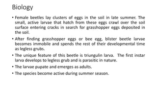 Biology
• Female beetles lay clusters of eggs in the soil in late summer. The
small, active larvae that hatch from these eggs crawl over the soil
surface entering cracks in search for grasshopper eggs deposited in
the soil.
• After finding grasshopper eggs or bee egg, blister beetle larvae
becomes immobile and spends the rest of their developmental time
as legless grubs.
• The unique feature of this beetle is triungulin larva. The first instar
larva develops to legless grub and is parasitic in nature.
• The larvae pupate and emerges as adults.
• The species become active during summer season.
 