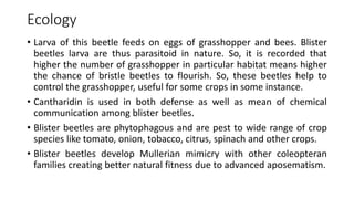 Ecology
• Larva of this beetle feeds on eggs of grasshopper and bees. Blister
beetles larva are thus parasitoid in nature. So, it is recorded that
higher the number of grasshopper in particular habitat means higher
the chance of bristle beetles to flourish. So, these beetles help to
control the grasshopper, useful for some crops in some instance.
• Cantharidin is used in both defense as well as mean of chemical
communication among blister beetles.
• Blister beetles are phytophagous and are pest to wide range of crop
species like tomato, onion, tobacco, citrus, spinach and other crops.
• Blister beetles develop Mullerian mimicry with other coleopteran
families creating better natural fitness due to advanced aposematism.
 