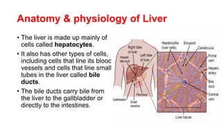 Anatomy & physiology of Liver
• The liver is made up mainly of
cells called hepatocytes.
• It also has other types of cells,
including cells that line its blood
vessels and cells that line small
tubes in the liver called bile
ducts.
• The bile ducts carry bile from
the liver to the gallbladder or
directly to the intestines.
 