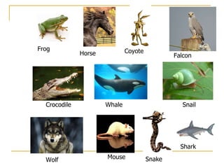 Frog Horse Coyote Falcon Crocodile Whale Snail Wolf Mouse Snake Shark 
