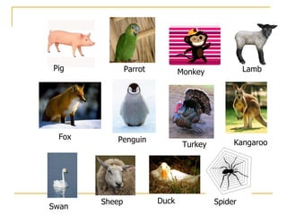 Pig Fox Swan Sheep Spider Kangaroo Turkey Penguin Parrot Monkey Lamb Duck 