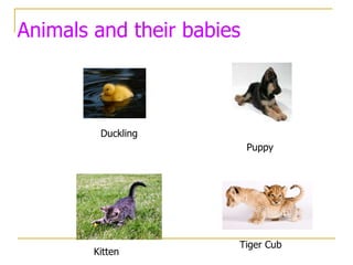 Animals and their babies Kitten Duckling Puppy Tiger Cub 