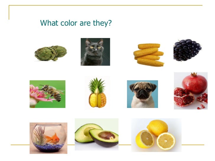 Animals, fruits and vegetables