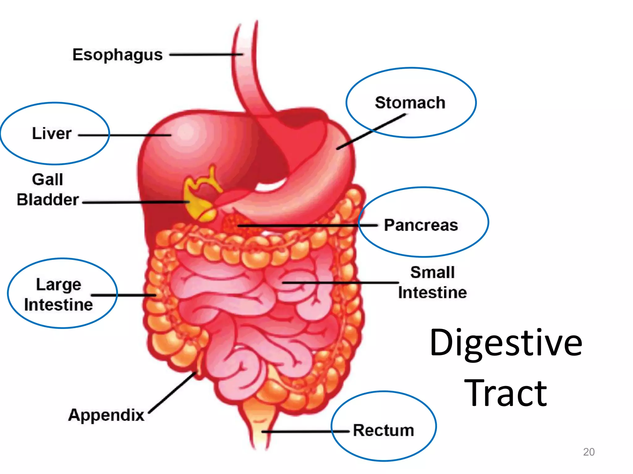 Digestive
Tract
20
 
