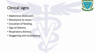 Clinical signs
• Abdominal distension .
• Reluctance to move.
• Cessation of feeding.
• Sign of distress.
• Respiratory distress.
• Staggering and recumbancy.
 