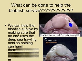 Blobfish: Habits, Diet and Other Facts
