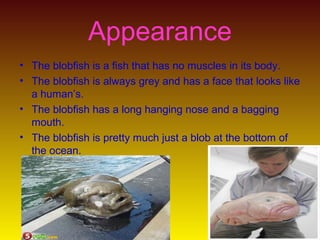 Blobfish look completely normal in water. The reason they look