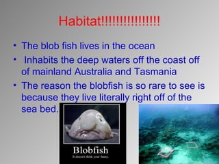Blobfish Facts: Appearance, Diet, Predators & More 