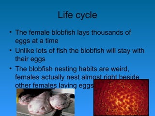 Blobfish: Habits, Diet and Other Facts