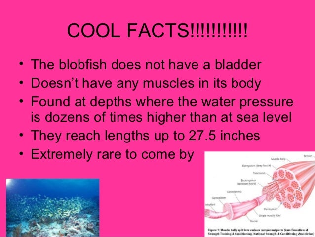 Blobfish Facts For Kids | Kids Matttroy