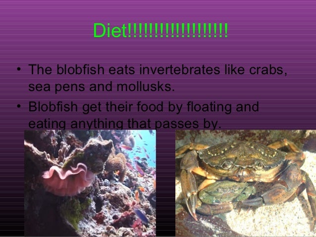 How Do Mollusks Get Their Food How Do Mollusks Get Their Food