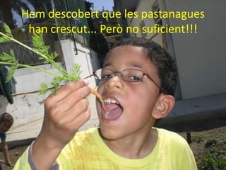 Hemdescobert que les pastanagues han crescut... Però no suficient!!!